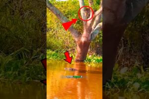 जगुआर ने बनाया मगरमच्छ को शिकार 😱|| Jaguar vs crocodile || #shorts #shortsfeed #jaguar