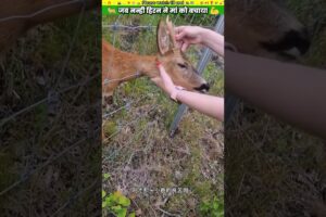 जब नन्ही हिरन ने मां को बचाया #animal #animalrescue #animallover #rescue #deer