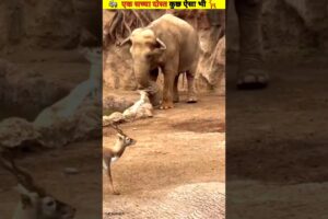 जब हाथी ने बचाई हिरण की जान 😱 | Real Animal Rescue | Must Watch #shorts #wildlife #viral