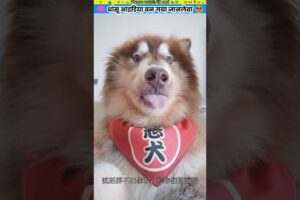 धांसू आइडिया बन गया जानलेवा #animal #animalrescue #animallover #rescue #dog
