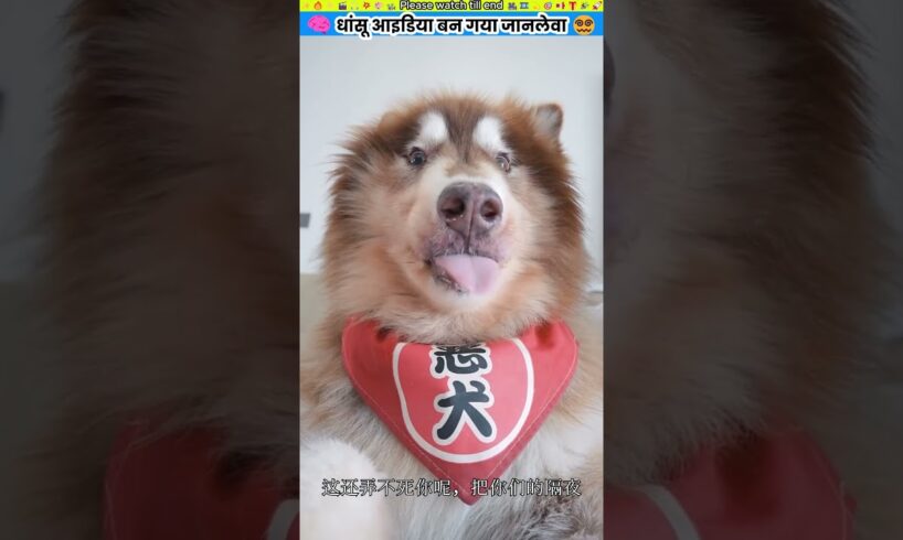 धांसू आइडिया बन गया जानलेवा #animal #animalrescue #animallover #rescue #dog