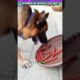 मालकिन का मददगार चतुर कुत्ता #animal #animalrescue #animallover #rescue #dog