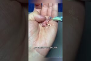 मुर्गी ने पाला पर निकला कुछ और,, 😱 #animal #animalrescue #animallover #rescue #parrots