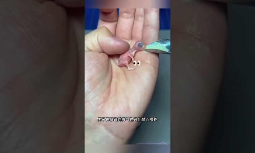 मुर्गी ने पाला पर निकला कुछ और,, 😱 #animal #animalrescue #animallover #rescue #parrots