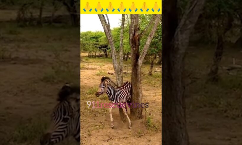 मुसीबत_में_फंसे_जानवरों_का_रक्षक।🥀🙏#shorts #rescue #911rescue