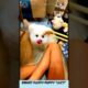 लूसी को मिल गया चोकोमिता 💗 Cute Fluffy Puppy's Food 😋 Puppy care 🐶 #funnydog #dogcare