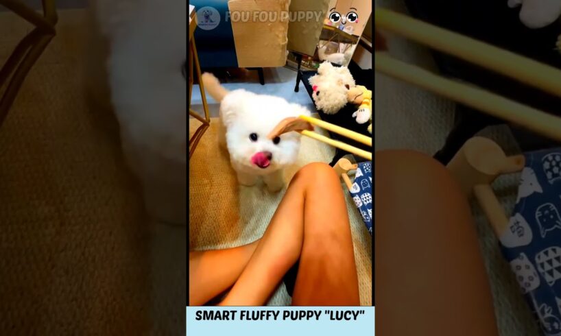 लूसी को मिल गया चोकोमिता 💗 Cute Fluffy Puppy's Food 😋 Puppy care 🐶 #funnydog #dogcare