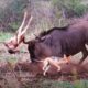 10 Most EPIC Animal Battles Ever Caught on Camera! 🐾🔥
