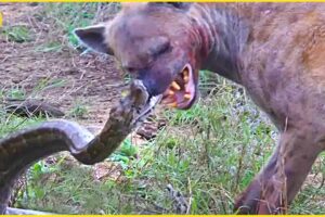10 WILDEST Animal Fights Caught On Camera !!