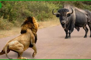 115 Horrific Moments When Deadly Horns Crush Predators | Animal Fight