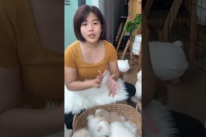 Cute Dog Collection, The World’s Cutest Puppies #dog #puppies #puppy #video #cute #cutest