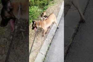 Playing #dog #dogfunny #dogvideo