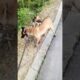 Playing #dog #dogfunny #dogvideo
