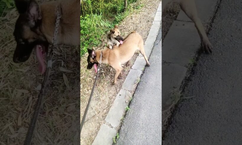 Playing #dog #dogfunny #dogvideo