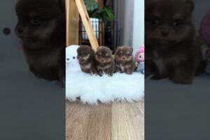 Cute Dog Collection, The World’s Cutest Puppies #dog #puppies #puppy #video #cute #cutest