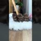 Cute Dog Collection, The World’s Cutest Puppies #dog #puppies #puppy #video #cute #cutest
