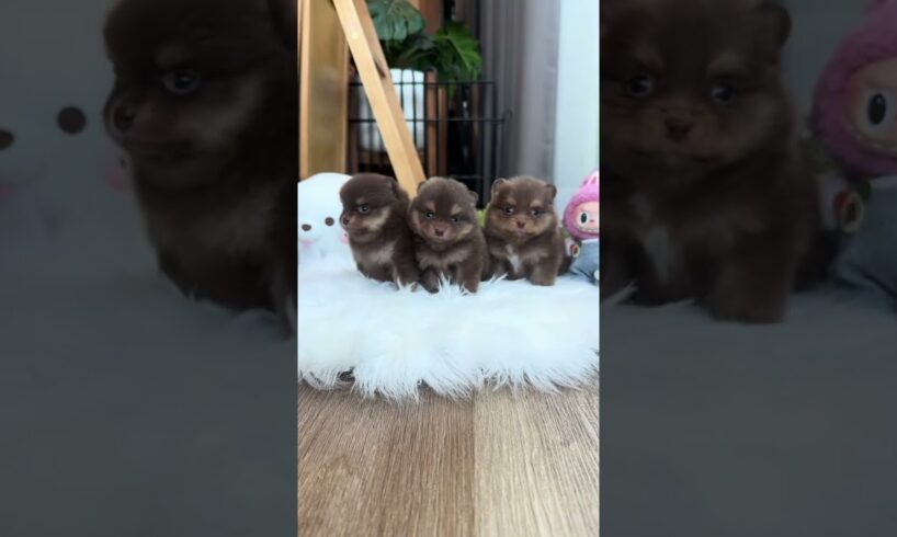 Cute Dog Collection, The World’s Cutest Puppies #dog #puppies #puppy #video #cute #cutest