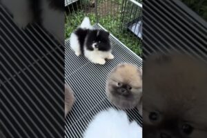 Cute Dog Collection, The World’s Cutest Puppies #dog #puppies #puppy #video #cute #cutest