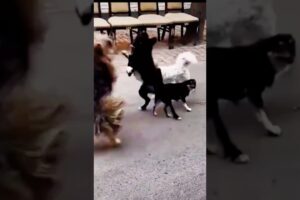 Playing #dog #dogfunny #dogvideo