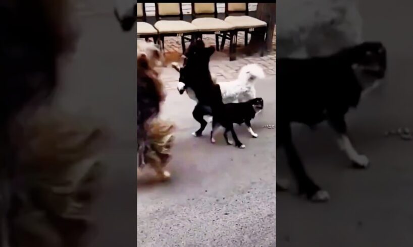 Playing #dog #dogfunny #dogvideo