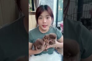 Cute Dog Collection, The World’s Cutest Puppies #dog #puppies #puppy #video #cute #cutest