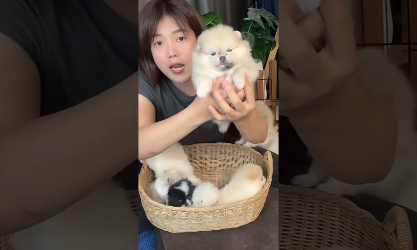 Cute Dog Collection, The World’s Cutest Puppies #dog #puppies #puppy #video #cute #cutest