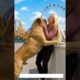 #dog #lovedog #dogs #puppy #doglover #doglife #love#cute #puppies #ilovemydog #cutedog #husbandog