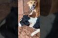 Playing #dog #dogfunny #dogvideo