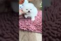 Cute Dog Collection, The World’s Cutest Puppies #dog #puppies #puppy #video #cute #cutest