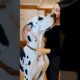 #dog #lovedog #dogs #puppy #doglover #doglife #love#cute #puppies #ilovemydog #cutedog #husbandog