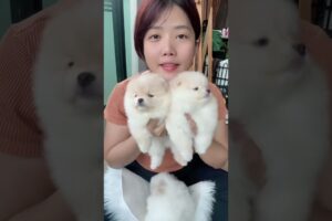 Cute Dog Collection, The World’s Cutest Puppies #dog #puppies #puppy #video #cute #cutest
