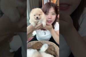 Cute Dog Collection, The World’s Cutest Puppies #dog #puppies #puppy #video #cute #cutest