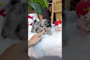 Cute Dog Collection, The World’s Cutest Puppies #dog #puppies #puppy #video #cute #cutest
