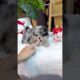 Cute Dog Collection, The World’s Cutest Puppies #dog #puppies #puppy #video #cute #cutest