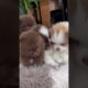 Cute Dog Collection, The World’s Cutest Puppies #dog #puppies #puppy #video #cute #cutest