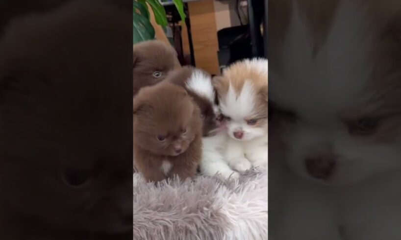 Cute Dog Collection, The World’s Cutest Puppies #dog #puppies #puppy #video #cute #cutest