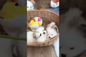 Cute Dog Collection, The World’s Cutest Puppies #dog #puppies #puppy #video #cute #cutest