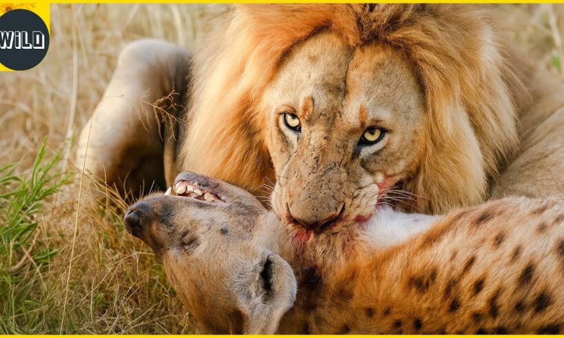 The DEADLIEST Lion Attacks Ever Caught on Camera | Animal Fights