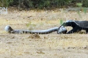 Most Unbelievable Snake Attacks Ever Caught On Camera | Animal Fights