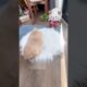 Cute Dog Collection, The World’s Cutest Puppies #dog #puppies #puppy #video #cute #cutest