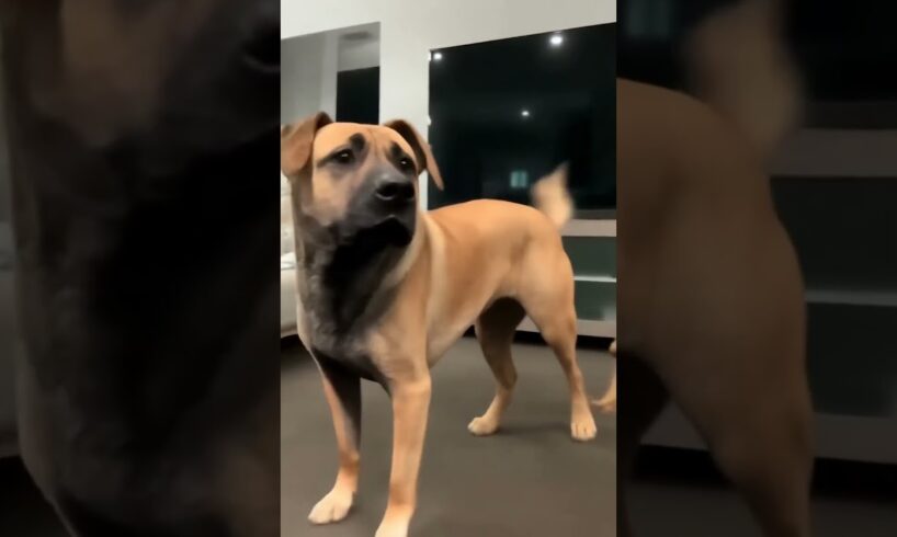 #dog #lovedog #dogs #puppy #doglover #doglife #love#cute #puppies #ilovemydog #cutedog #husbandog