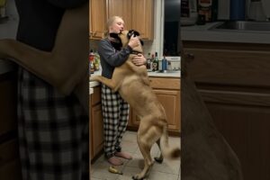 #dog #lovedog #dogs #puppy #doglover #doglife #love#cute #puppies #ilovemydog #cutedog #husbandog