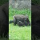 gorilla fun playing 🤣 #gorillatag #taipeizoo #金剛猩猩 #台北市立動物園 #zoo #funny