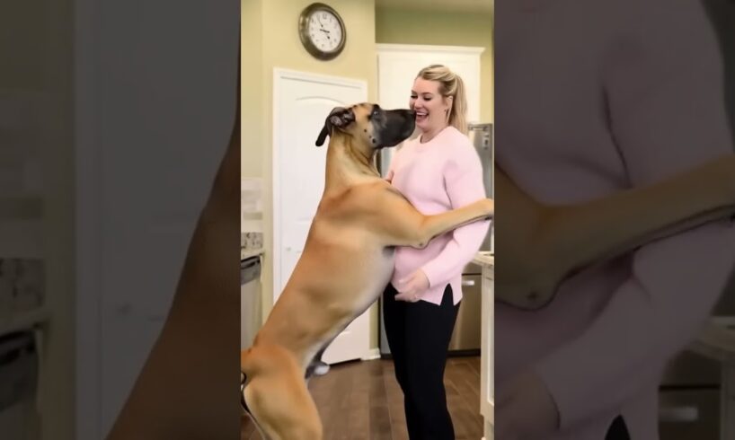 #dog #lovedog #dogs #puppy #doglover #doglife #love#cute #puppies #ilovemydog #cutedog #husbandog