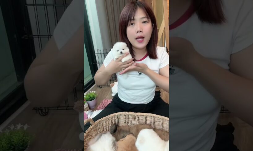 Cute Dog Collection, The World’s Cutest Puppies #dog #puppies #puppy #video #cute #cutest