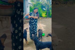 cute dog #doglover#puppy #labrador #shortvideo #