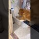 Cutest Puppies In the world 🌎 cute puppy funny🤣 video#pets #cuteanimal #puppy #viral