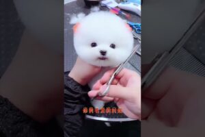 My love for these cute puppies grows day by day #dog #pet #cutedog #puppy #puppylove #cuteanimal