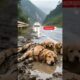 Four Cute Puppies Need a Loving Home 🐶❤️ Help Them Find Adoption! Please Subscribe & Share 🙏✨"