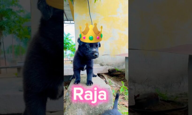 labrador retriever puppies#animal life #shotfeed #shorts #catmeowarea ​⁠​⁠